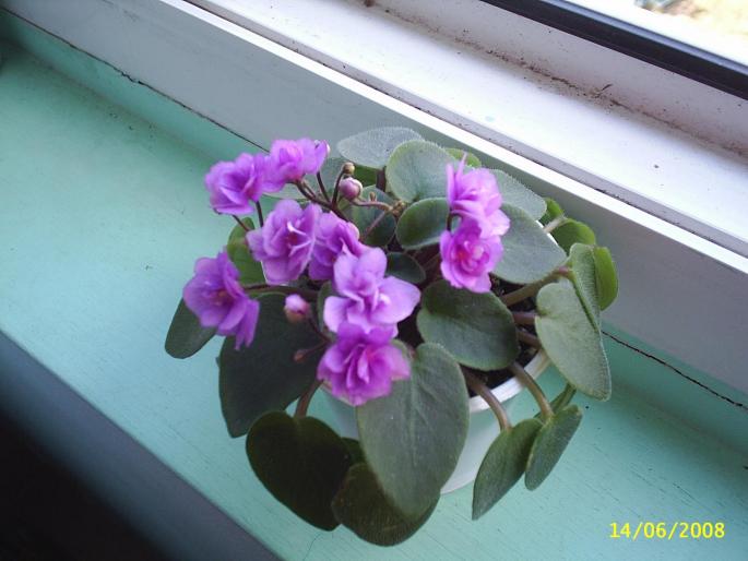 minivioleta mov-lila - Violete africane