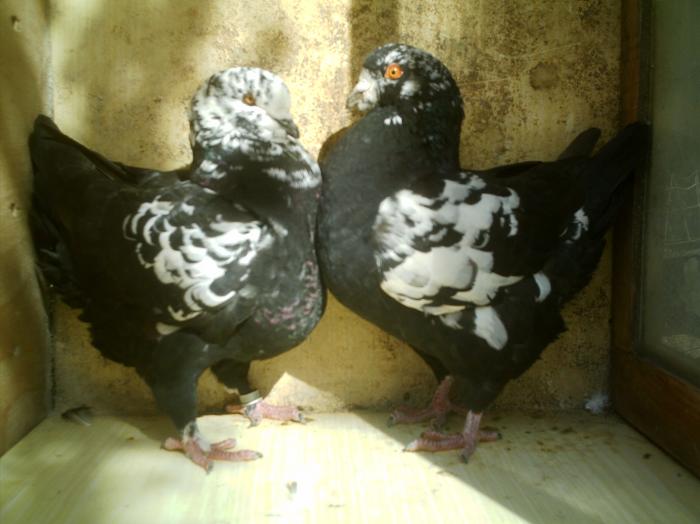 IMAG0050 - 7 Porumbeii pe care i-am avut