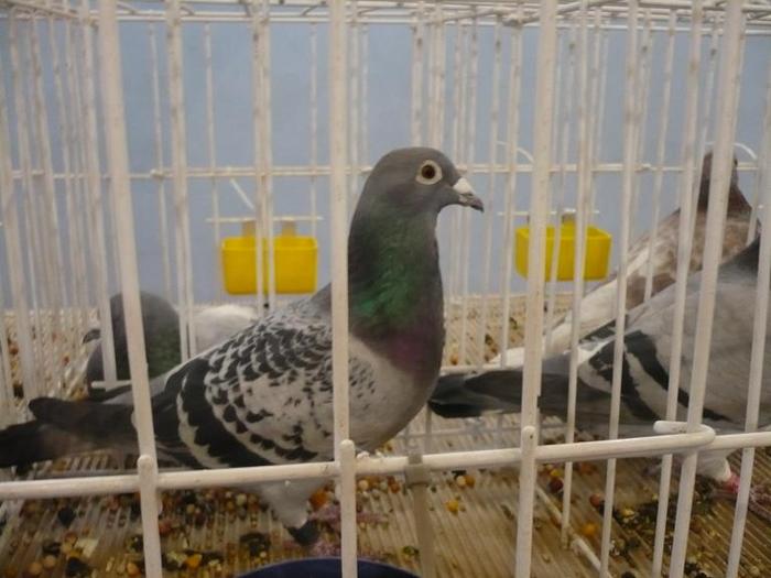 UCPR-Expo-Targoviste-2009-foto-10-porumbel-ok