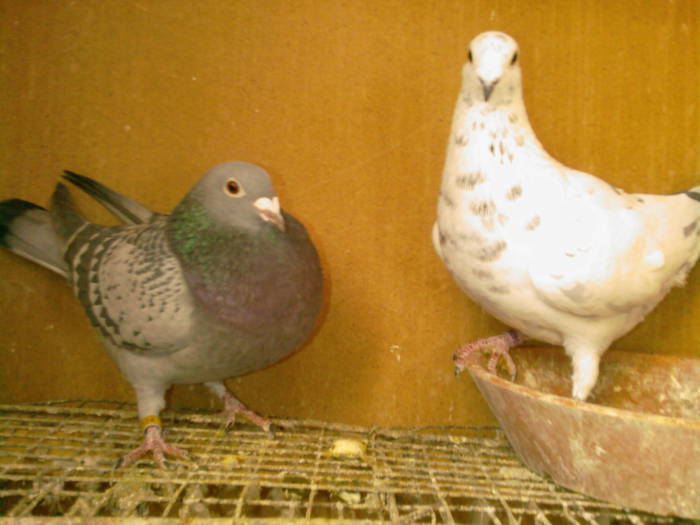 Cls-0145; MASCULUL FIU DE ORIGINALI WEGGEN&JANSSEN,FEMELA FIICA DE ORIGINALI LOUIS VAN LOON&JANSSEN
