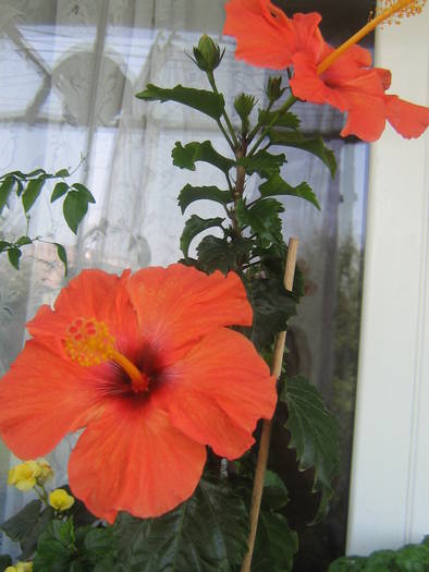 IMG_2203; hibi portocaliu
