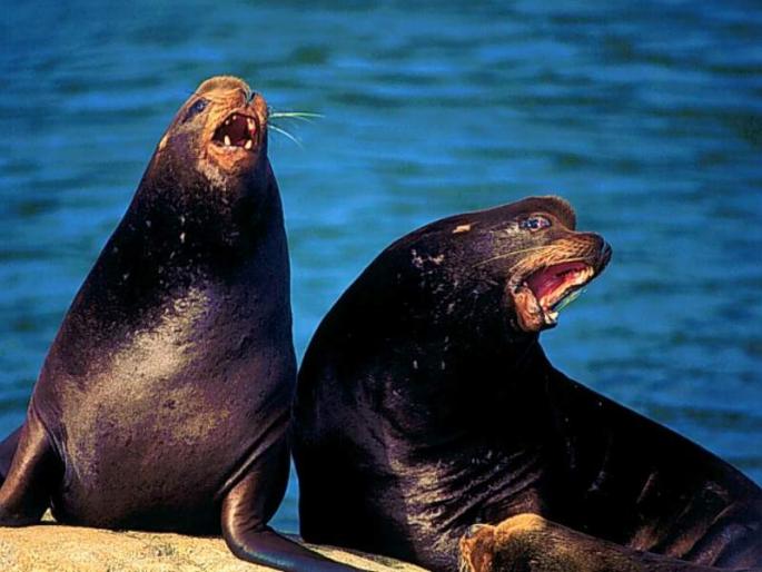 focii - animale