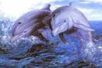saritori - delfini foarte dragutzi si frumosi