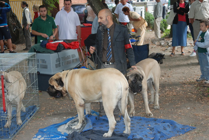 DSC_0082 - Concurs international de frumustete canina 2009 TgMures