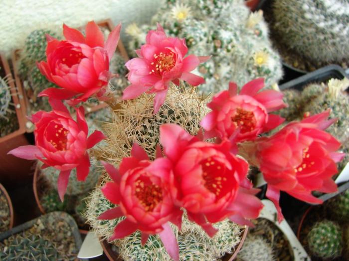 Lobivia schieliana - Cactusi la Mangalia