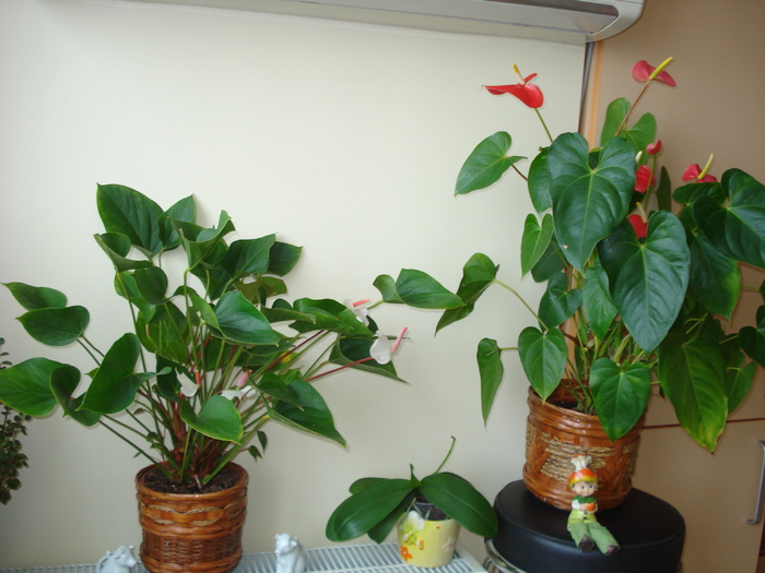 ANTHURIUM