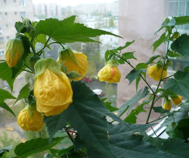 P1100701 - ABUTILONI