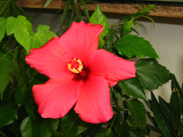 Picture 448 - hibiscusi