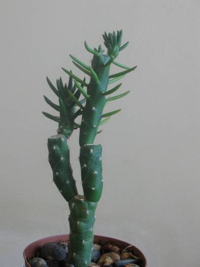 Austrocylindropuntia subulata - iunie 2009 - Cactusi