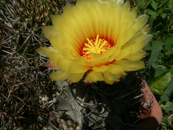 astrophytum_capricorne - genul Astrophytum