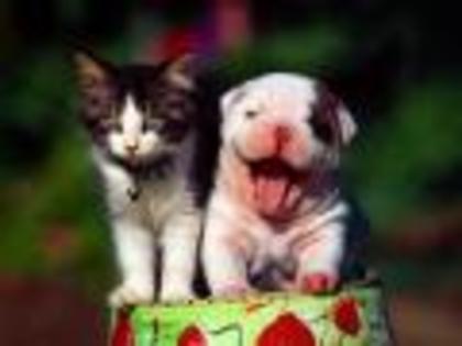 Pisica si Catei Poze Caini Dogs Wallpapers - poze cu caini si pisici