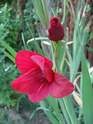 Red gladiolus, 10aug2009 - 08 Garden in August