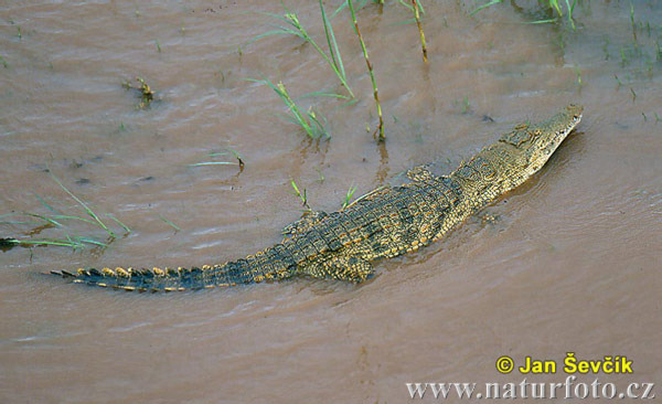 nile-crocodile--crocodylus-niloticus-2 - crocodili