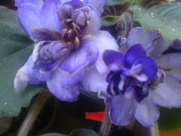 ciudatica4 - violete 2009