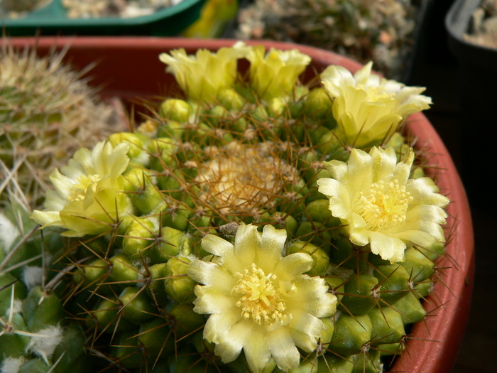 mammillaria_marksiana_1