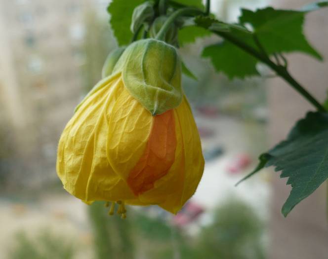 abuti galben cu pata oranj - ABUTILONI