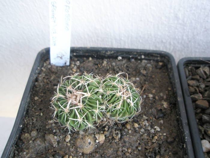 Echinofossulo bicefal - Echinofossulocactus