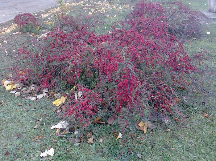 cotoneaster toamna - arbusti foiosi