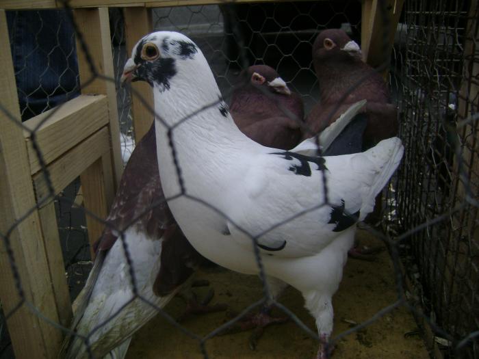 DSC05703 - Expozitie Sancraiu de Mures 2009 - Targ