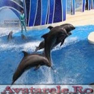 www_avatarele_ro__1224512262_76259 - delfini foarte dragutzi si frumosi