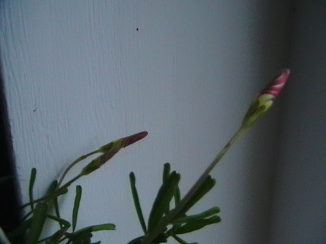 boboc de oxalis versicolor