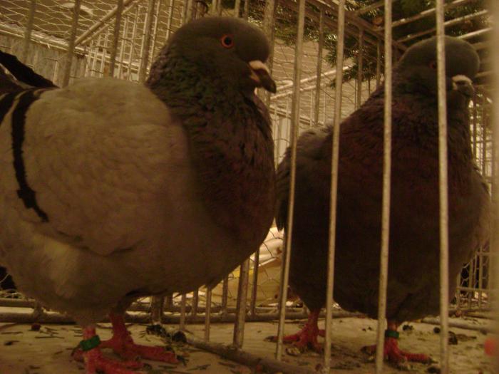 DSC05427 - expozitia tarnaveni 2009