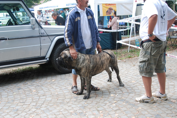 DSC_0083 - Concurs international de frumustete canina 2009 TgMures