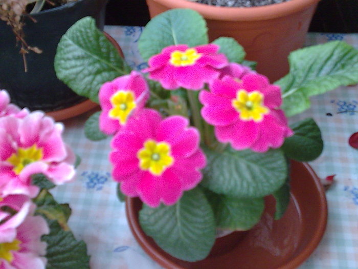 PRIMULA