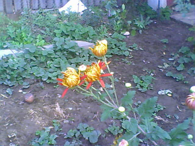 Picture 009 - crizanteme tufanele