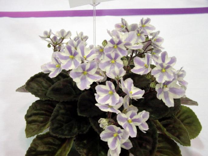 The_Alps_2005avsa_2 - violete de pe net 1