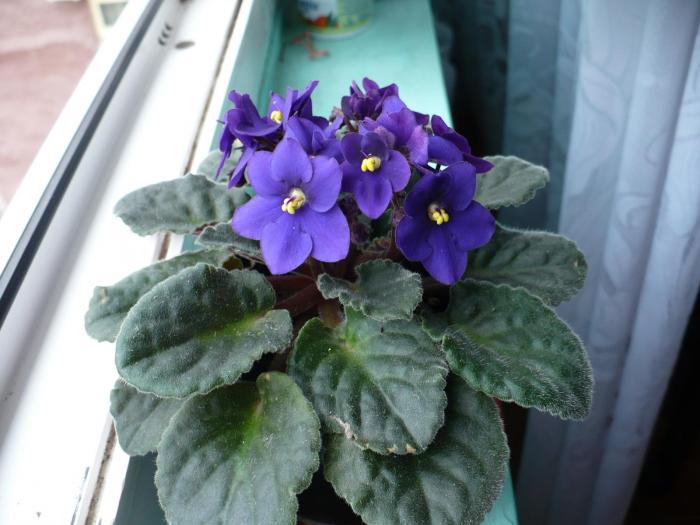 P1060302 - Violete africane