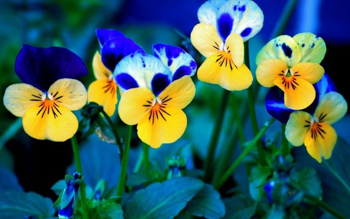 Beautiful--Yellow-Flowers