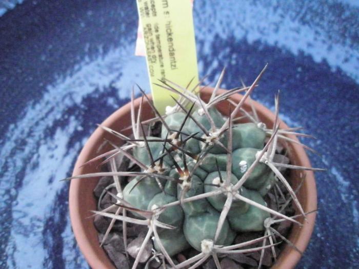 Gymnocalycium