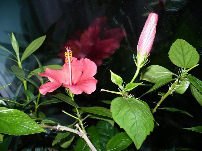 P1060353 - Hibiscusi