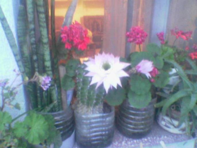 Cactus si flori mama - cactusi
