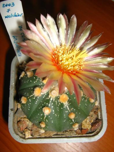 Astro.asterias hb.-floare