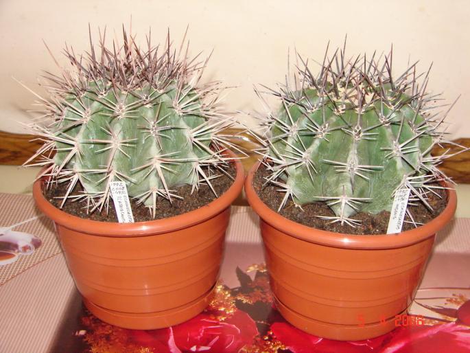 Grup Echinocactus