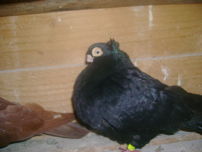 pozedecembrie 2009 119