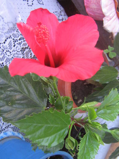 IMG_1100 - Flowers