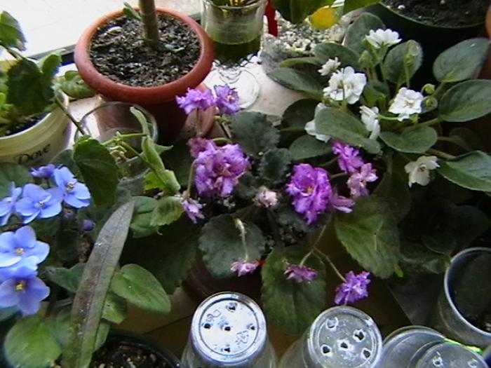 26.11 - violete 2009