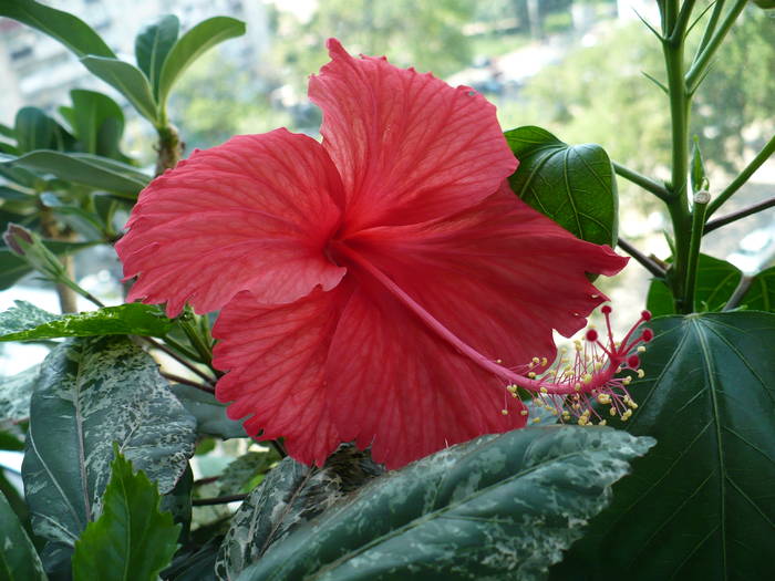 P1140919