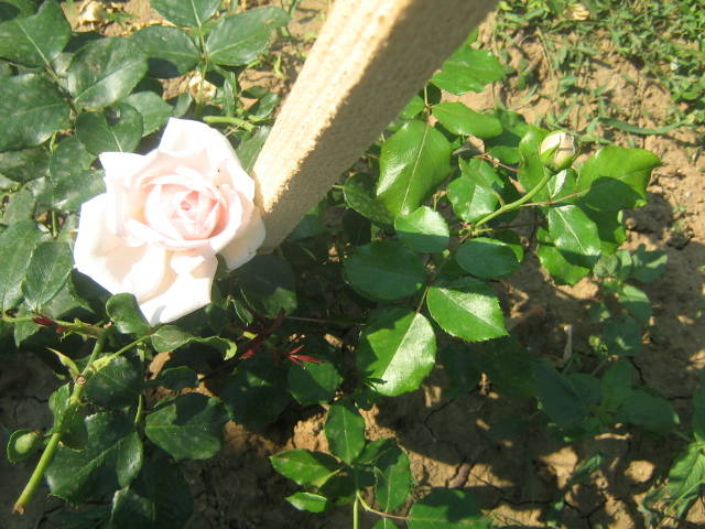 flori 374 - trandafiri