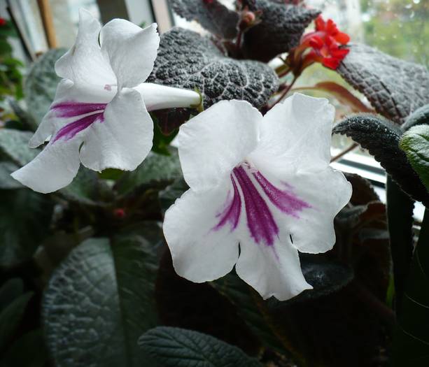 Pocahontas - STREPTOCARPUSI