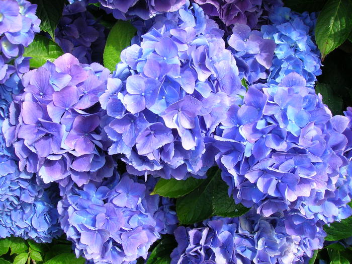 Hortensia_02 - Hortensia