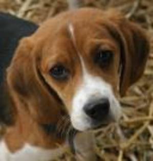 beagle - Beagle puppy