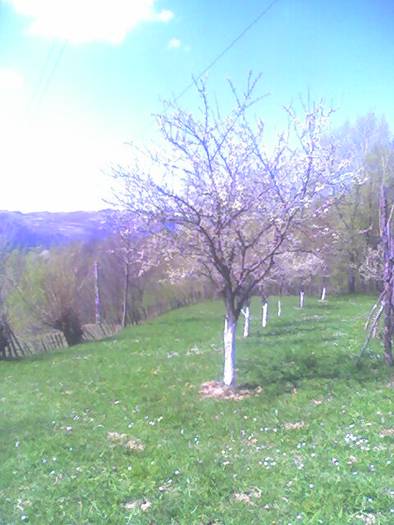 Pruni infloriti - Flori in livada paradisiaca si zona