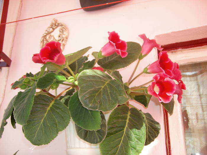 Gloxinie rosie simpla - Flori - 2009