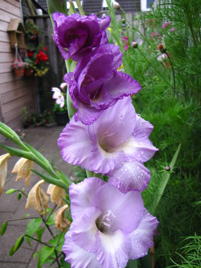 Gladiola Milka 21 iul 2009 (1) - gladiole