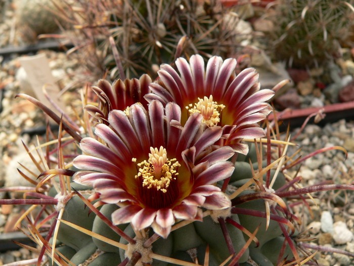 glandulicactus_crassihamatus_fl.2 - genul Ancistrocactus