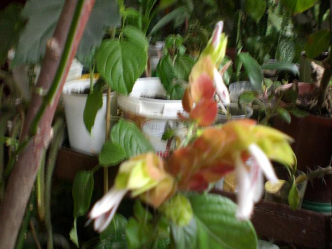 beloperone; beloperone
